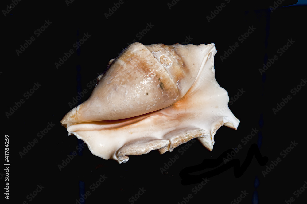 Shell 4424 Shell 4424