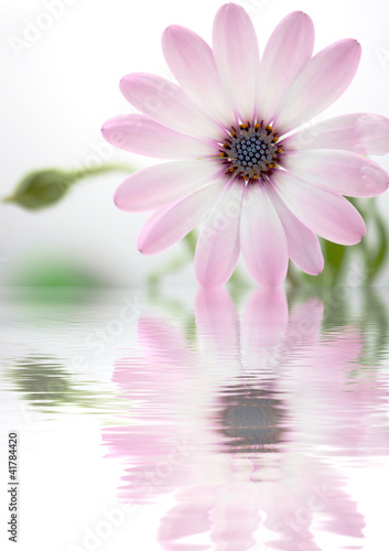 Fiore e riflesso sull'acqua