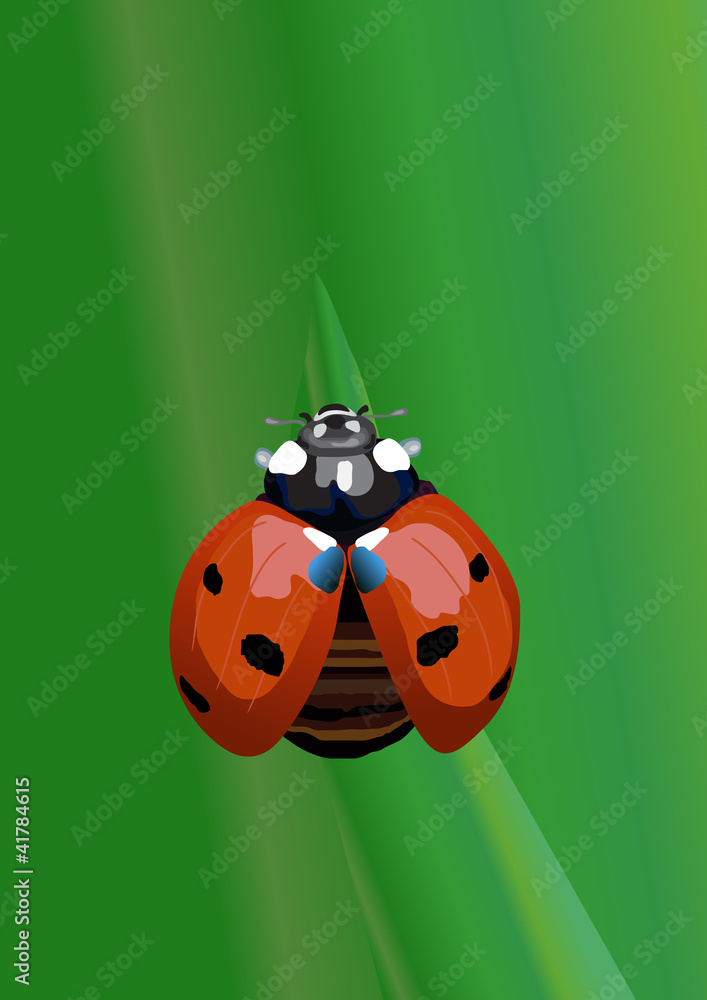 Fototapeta premium Realistic ladybug