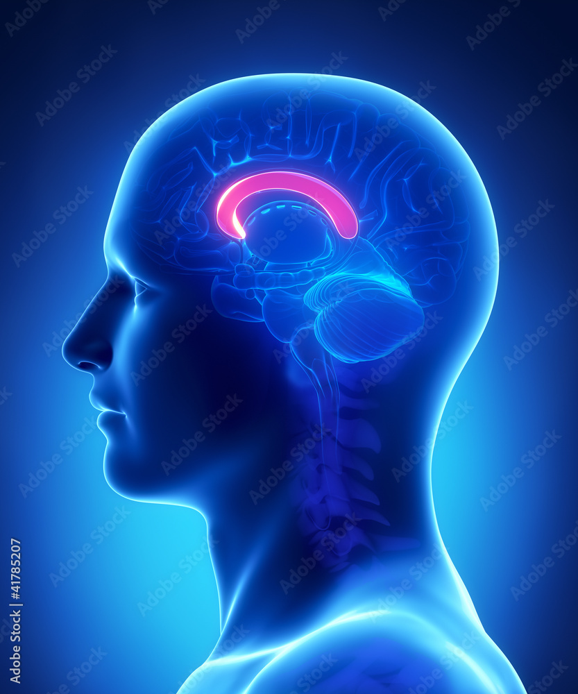 Brain FRONT CORPUS anatomy - cross section Brain FRONT CORPUS anatomy - cross section