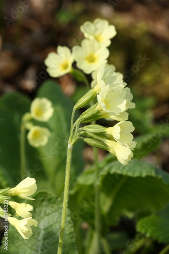 oxlips photo