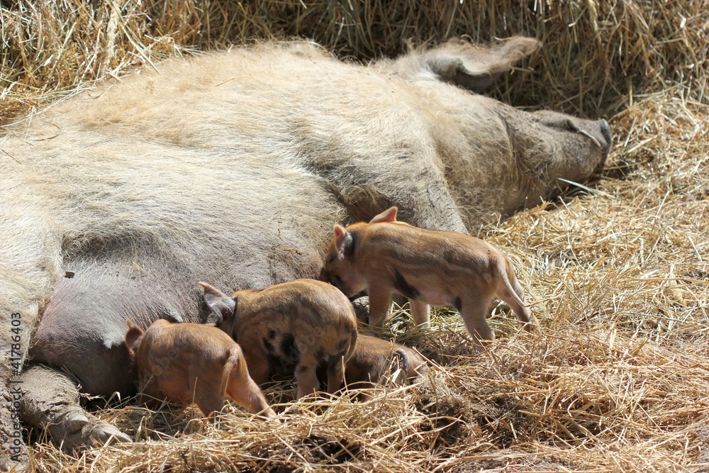 Wollschwein mit neugeborenen Ferkeln Wollschwein mit neugeborenen Ferkeln
