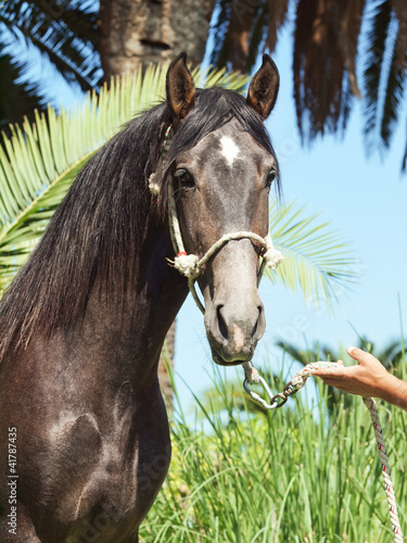 portrait of Andalusian grey  stallion at palm leaves background