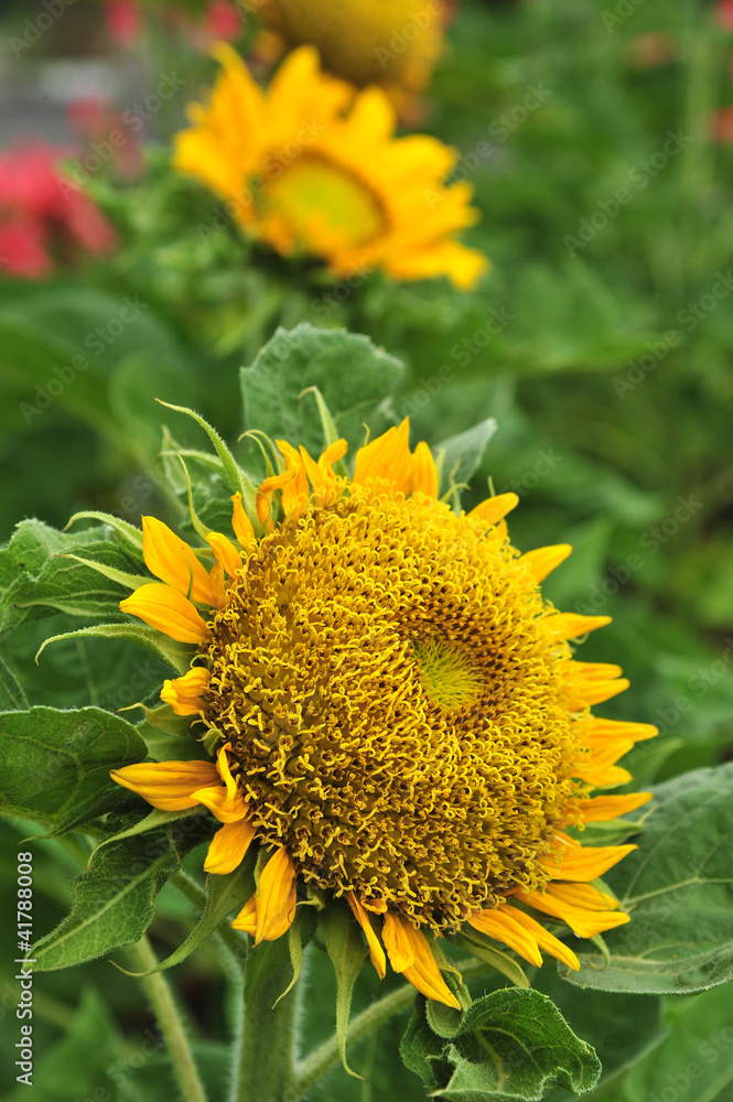 Fototapeta premium Sunflowers