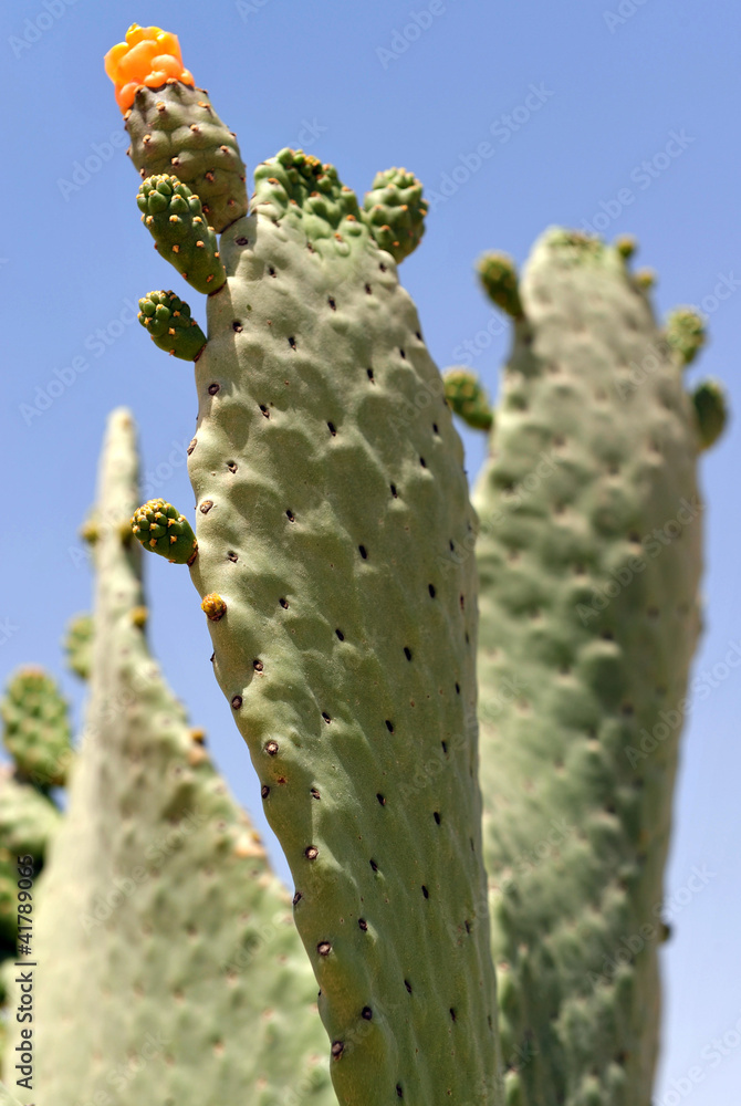 Cactus Cactus