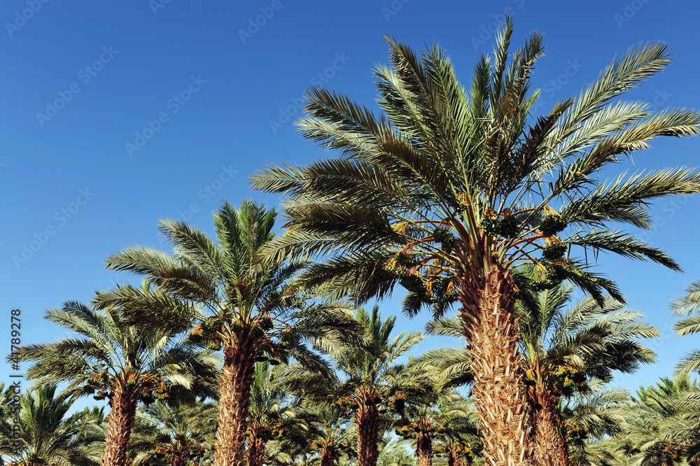 Palm Tree Plantation