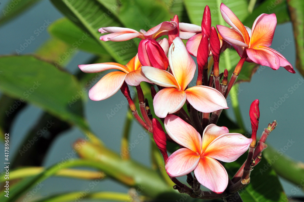 Blooming Water Flowers