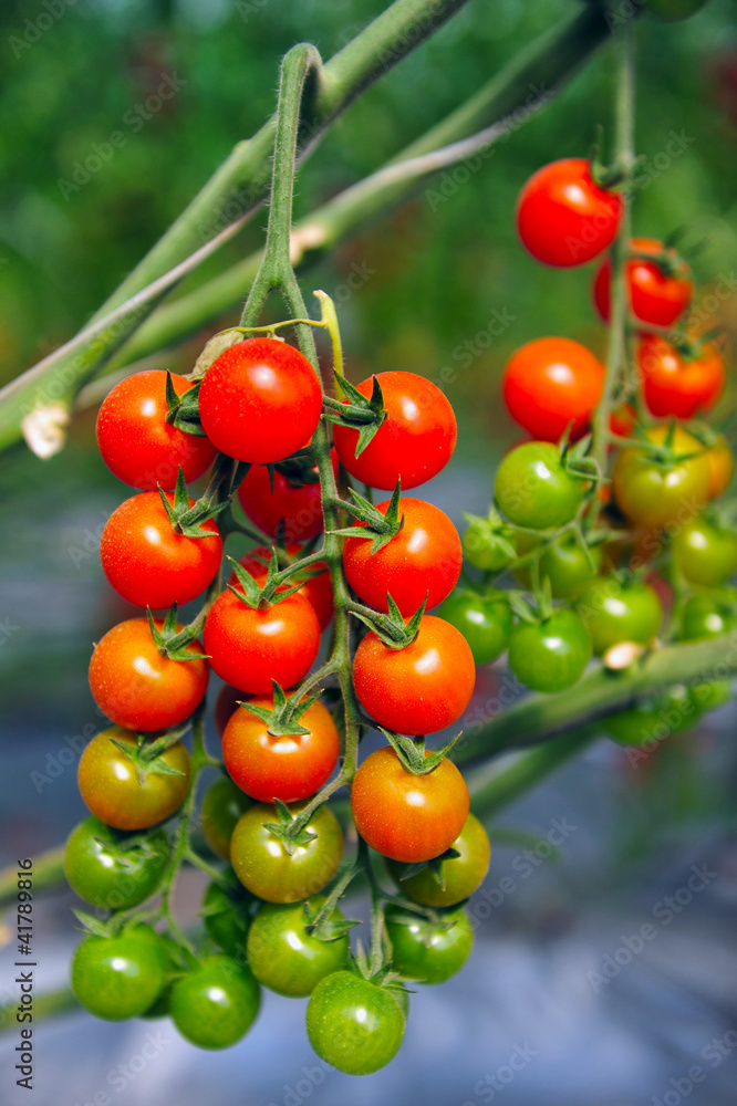Orchard Growing Tree Tomatoes