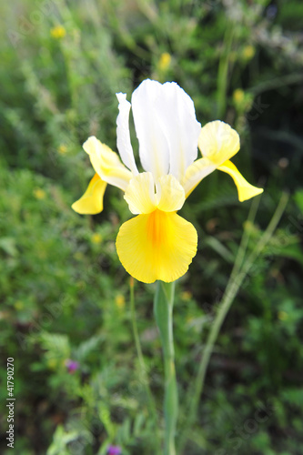 Yellow White Iris Flower