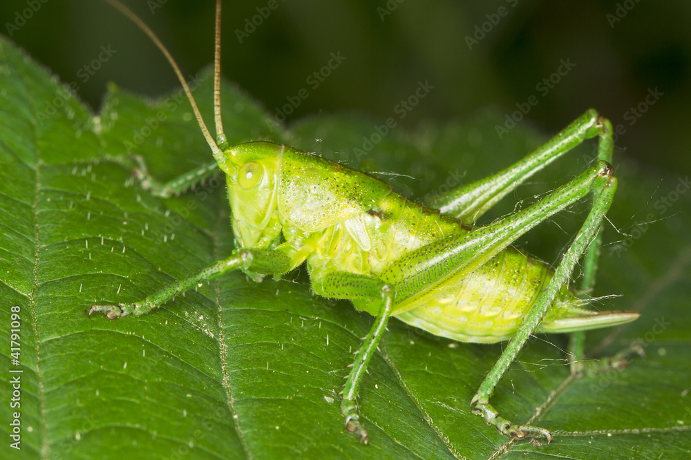 a close-up of a green grasshopper sitting on leaf a close-up of a green grasshopper sitting on leaf