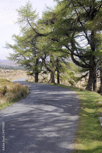 Larch forest at Wicklow mountains