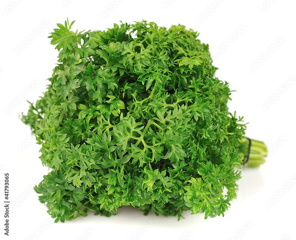 Fototapeta premium fresh curly parsley
