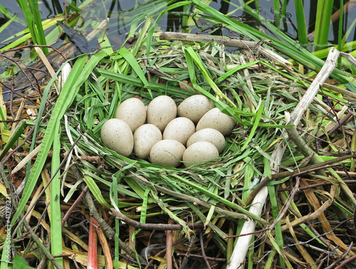 Canada Goose Nest with Eggs