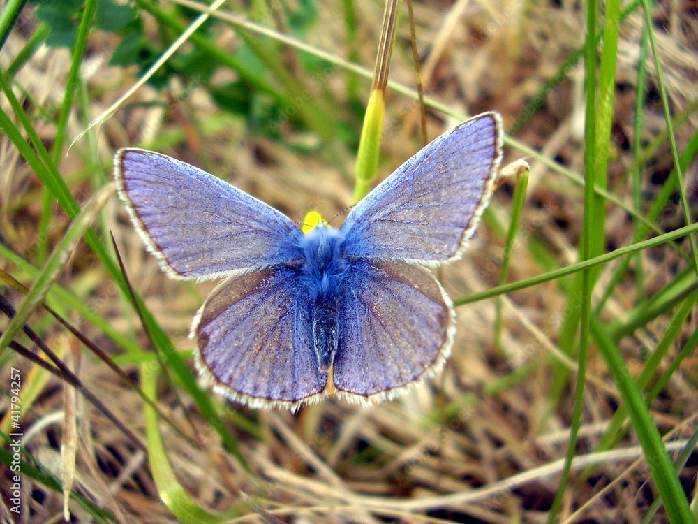 Fototapeta premium Male Common Blue Butterfly (Polyommatus icarus)