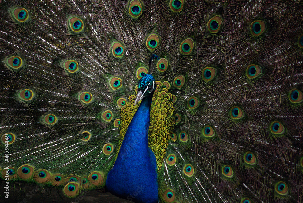 Obraz premium Peacock in Zoo