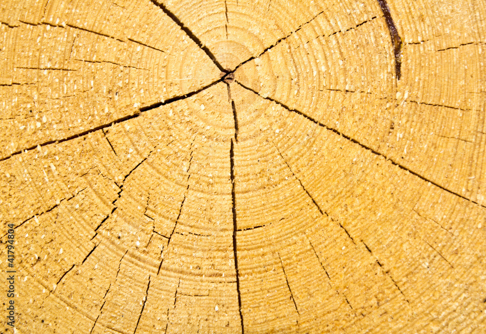 Fototapeta premium wooden cut texture