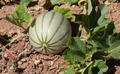 plantation de melons