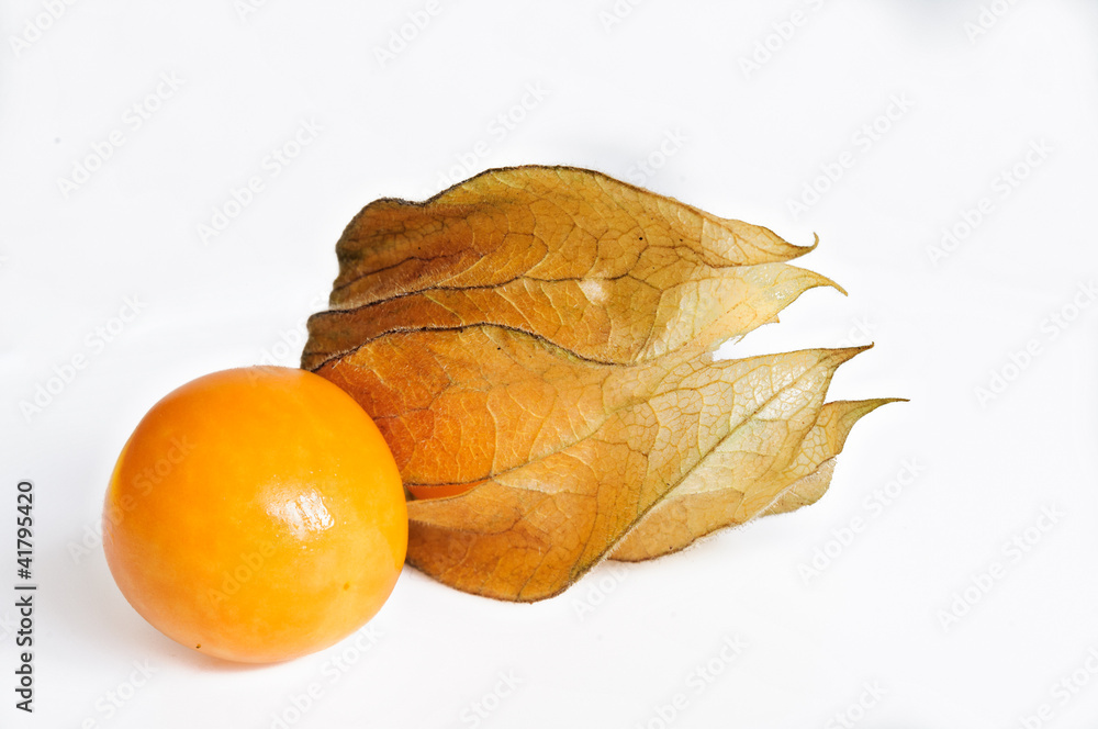 Physalis Physalis