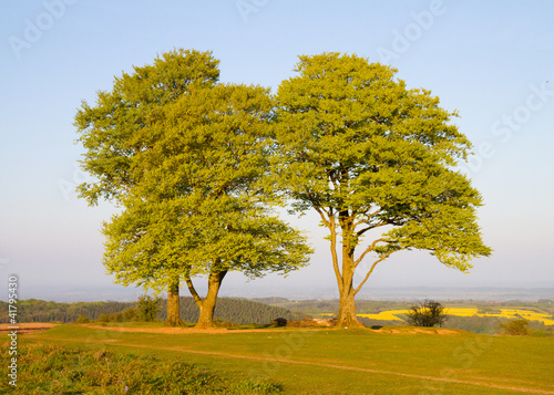 Beech trees on Cothelstone Hill in the Quantock Hills, Somerset