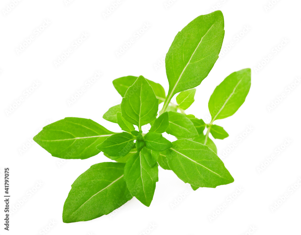 greek basil greek basil