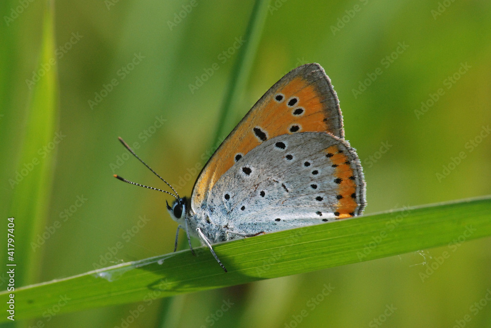 Farfalla Lycaena