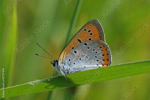 Farfalla Lycaena
