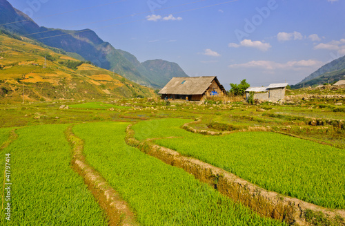 Young rice fields against blue sky