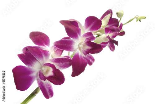 Fototapeta Naklejka Na Ścianę i Meble -  fuchsia orchid