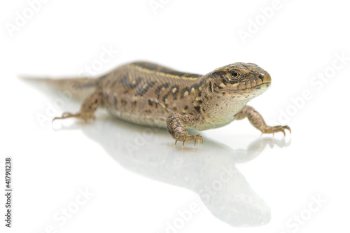 lizard on white background close-up