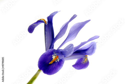 Blue iris flower