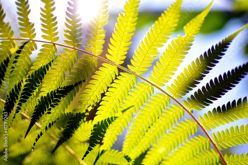 Sun shining through fern leaves