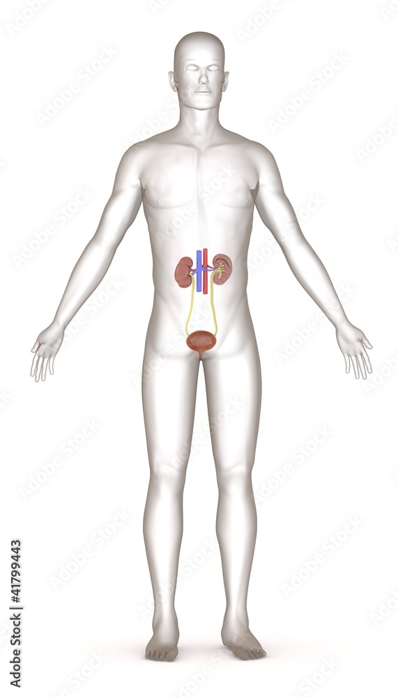 3d render of artifical character with urinary system