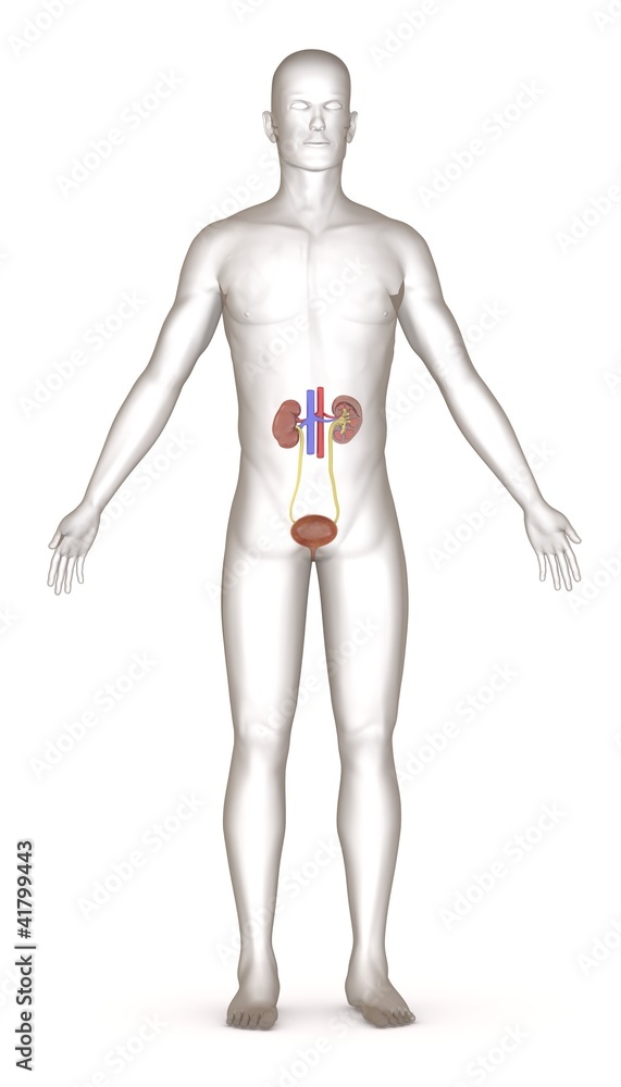 3d render of artifical character with urinary system 3d render of artifical character with urinary system