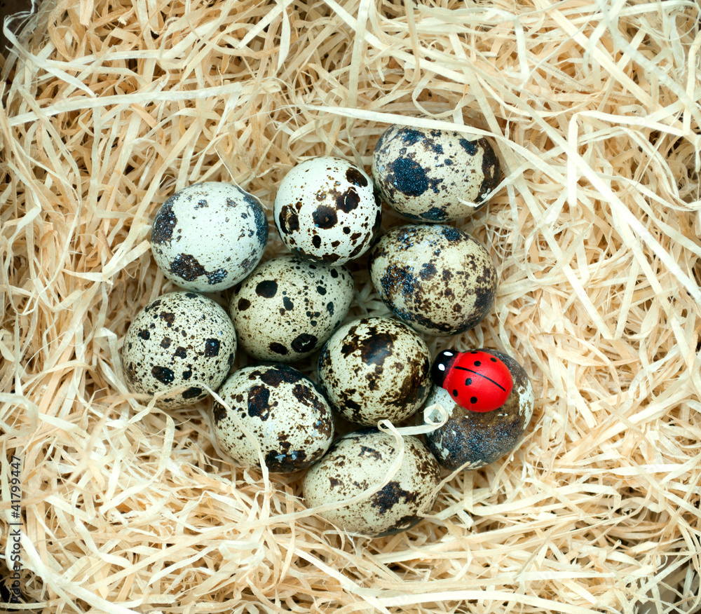 Quail eggs lie on straw Quail eggs lie on straw