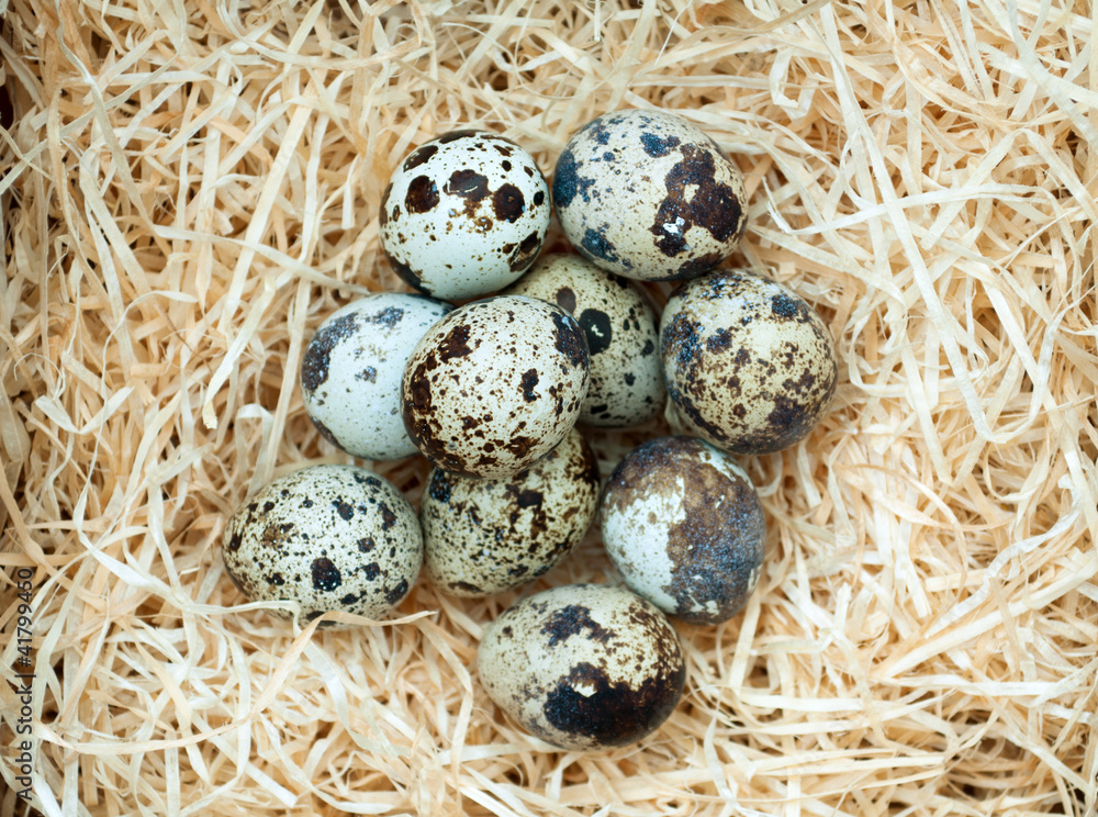 quail eggs in nest