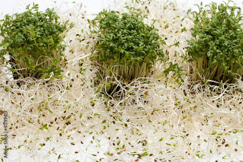 Fresh alfalfa sprouts and cress on white background