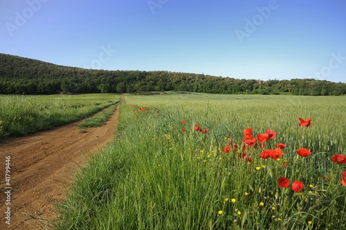 Poppies and wheat