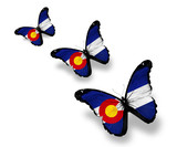 Three Colorado flag butterflies, isolated on white