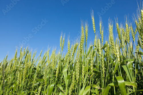 Wheat field