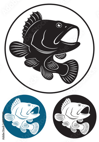 grouper fish