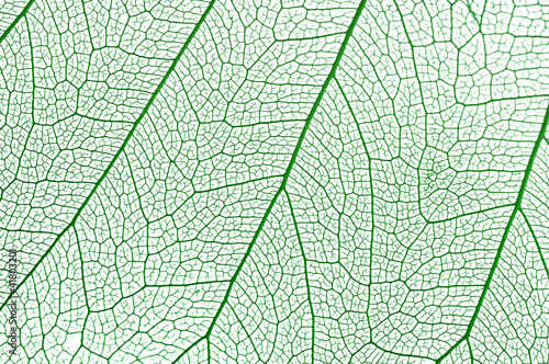 Green leaf © Calek