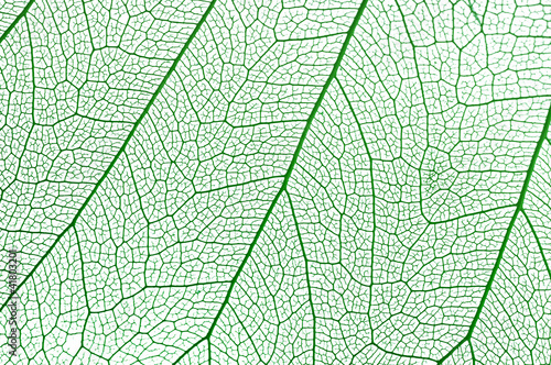 Green leaf