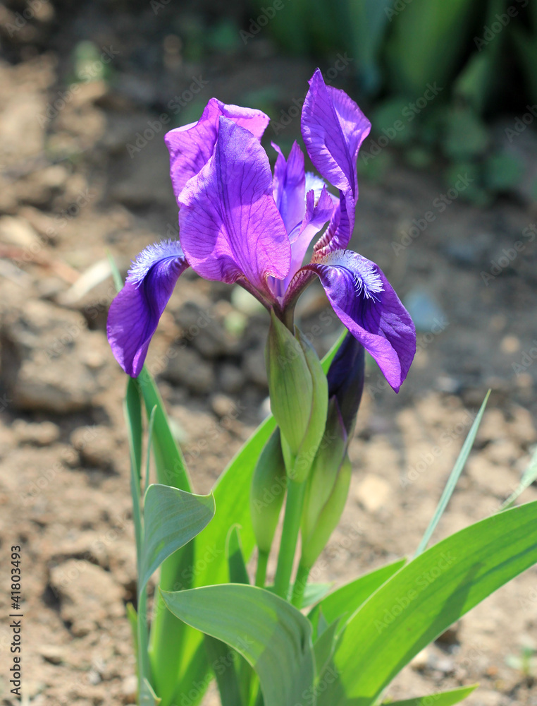 Цветок ириса