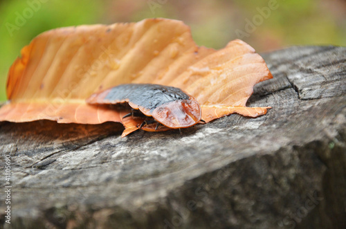 young giant firefly on old leaf