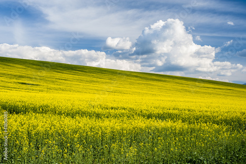 Horizon with yellow field