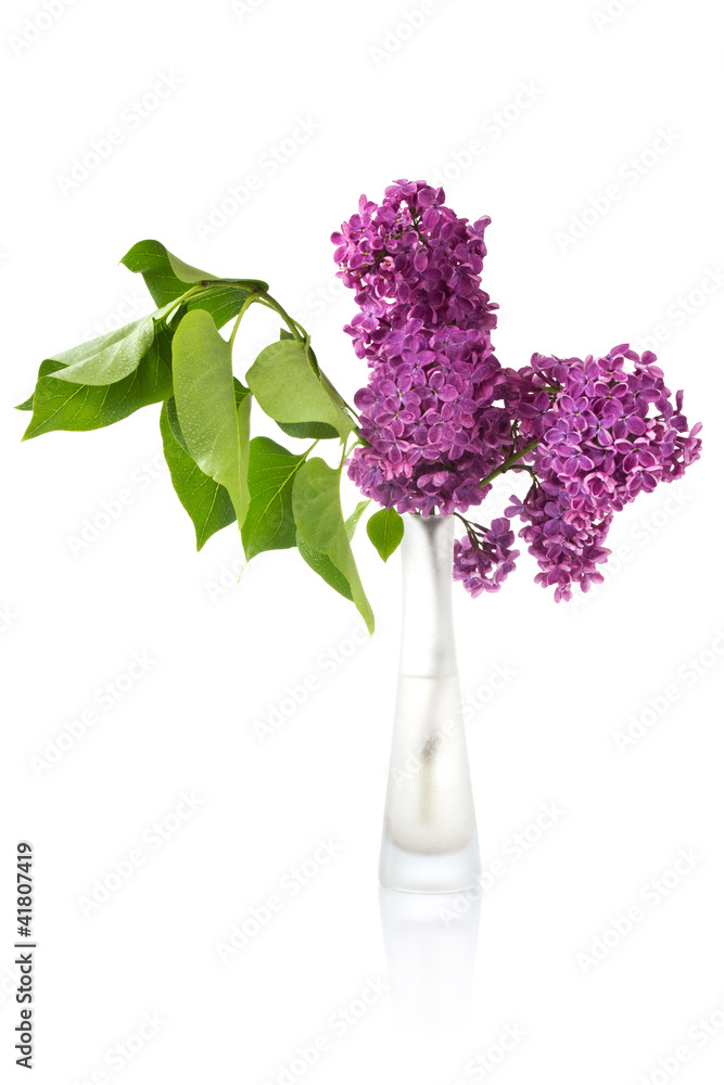 Obraz premium bouquet of wet lilac in a glass vase