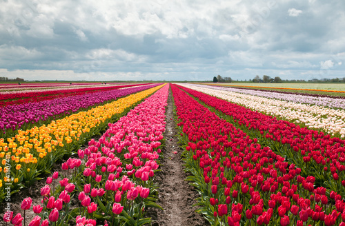 różowe, czerwone i pomarańczowe pole tulipanów
