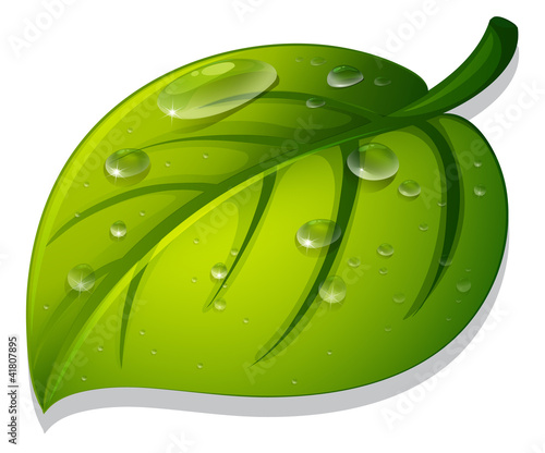 Leaf on white