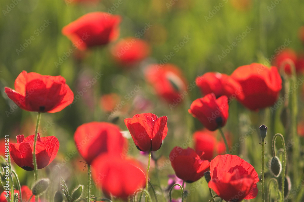Fototapeta premium Red Anemone Flowers