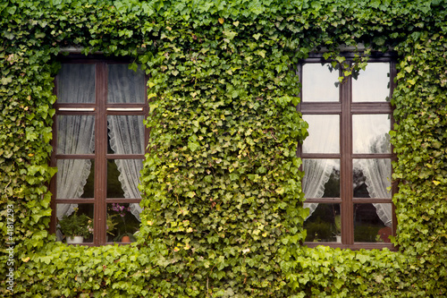 Zwei Fenster mit Efeu umgeben